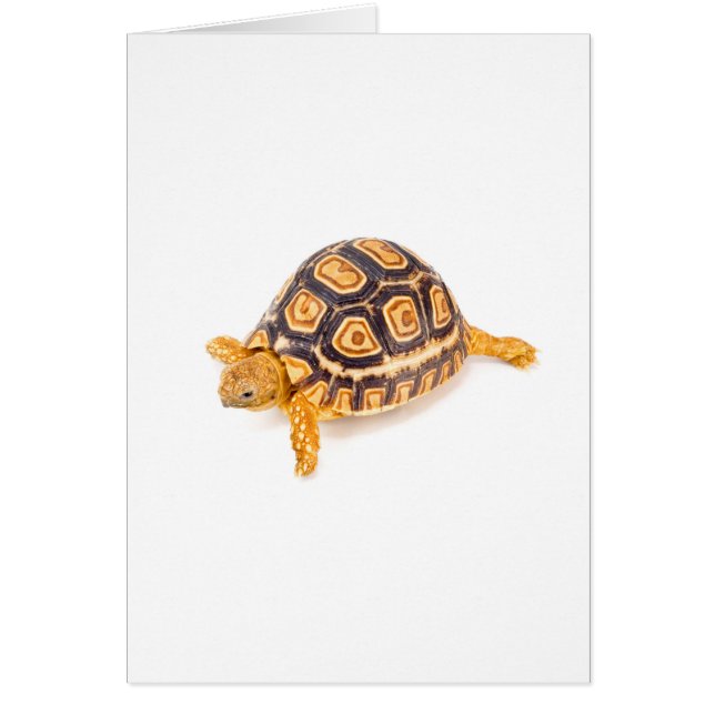 Tortoise (Front)