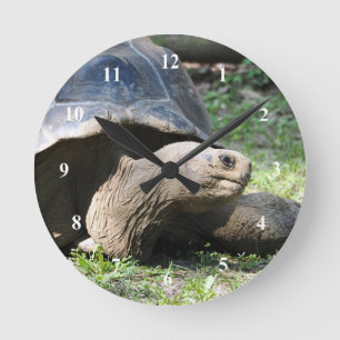Tortoise 586 Clock