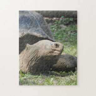 Tortoise 586 jigsaw puzzle