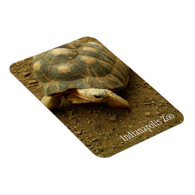 Tortoise at Indianapolis Zoo Magnet (Right Side)