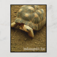 Tortoise at Indianapolis Zoo