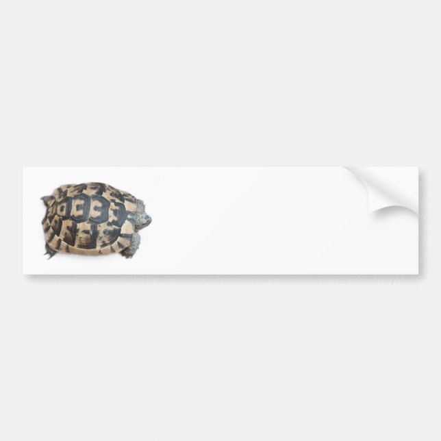 Tortoise Bumper Sticker (Front)