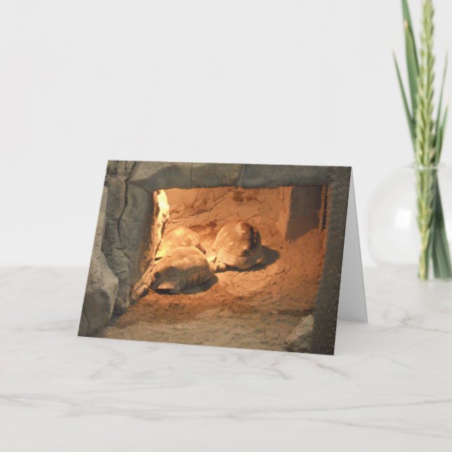 "Tortoise Cave" Get Well Card (Front)