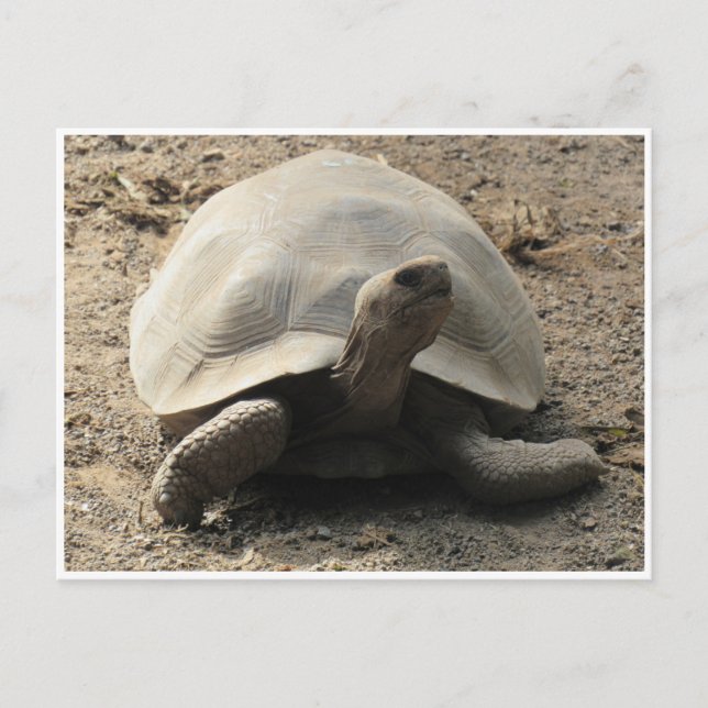 tortoise galápagos postcard (Front)