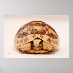 Tortoise hiding in shell poster