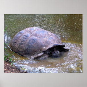 Tortoise in the Mud Poster