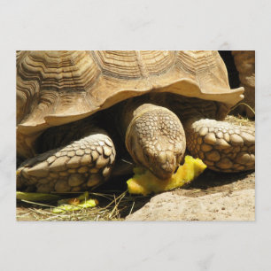 Tortoise Invitations