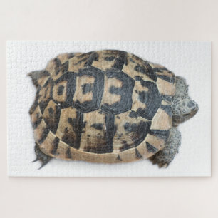 Tortoise Jigsaw Puzzle