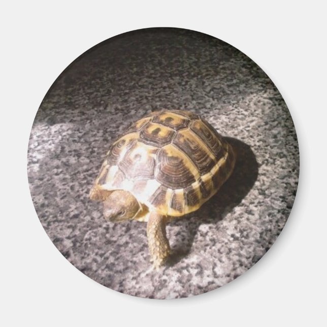 Tortoise Magnet (Front)