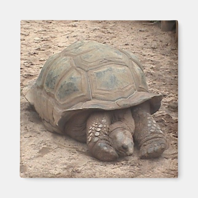 Tortoise Magnet (Front)