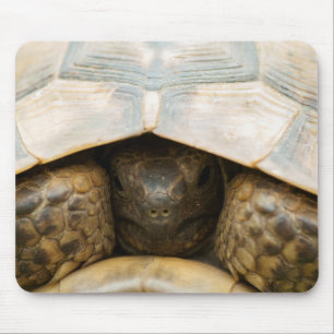 Tortoise Mouse Pad