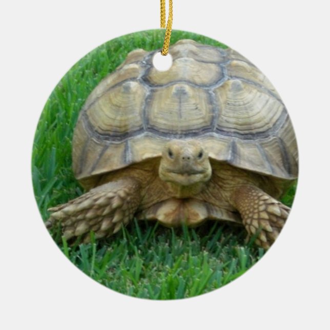 Tortoise Ornaments (Front)