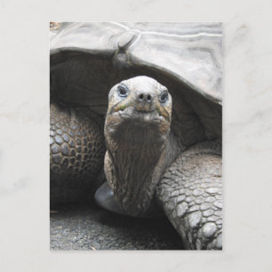 Tortoise Postcard