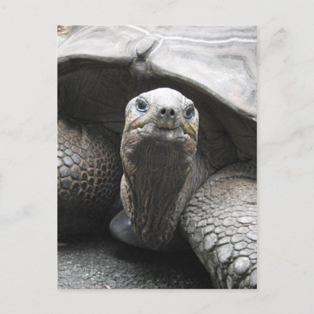 Tortoise Postcard (Front)