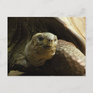 tortoise postcard