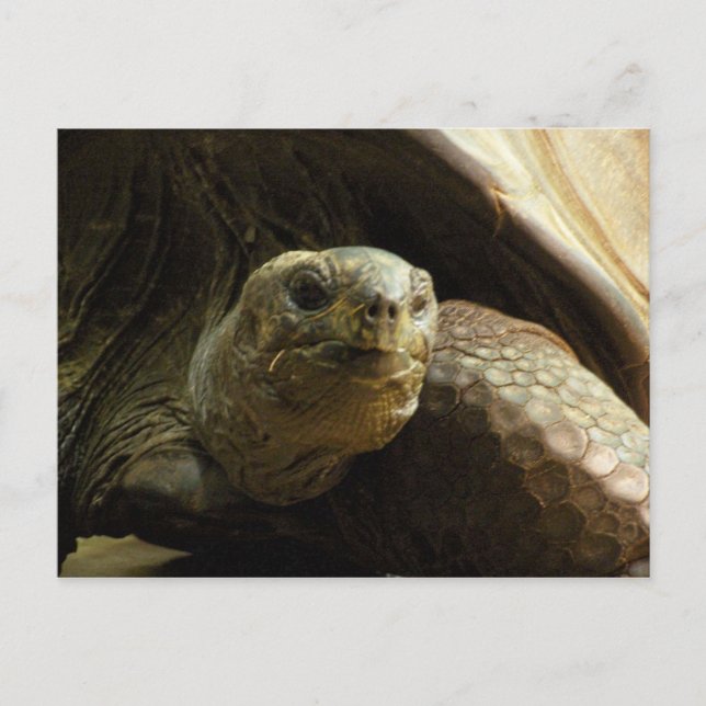 tortoise postcard (Front)