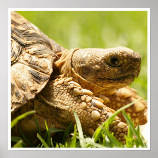 Tortoise Poster
