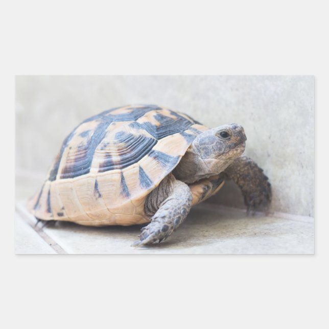 Tortoise Rectangular Sticker (Front)