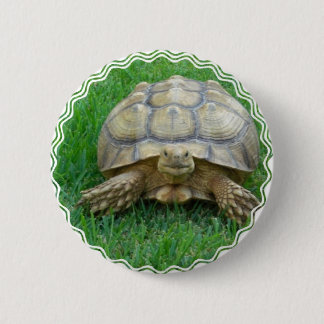 Tortoise Round Button