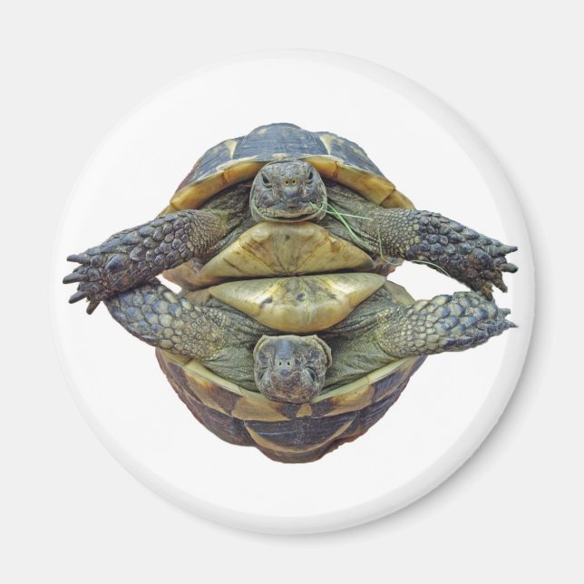 Tortoise Round Magnet (Front)