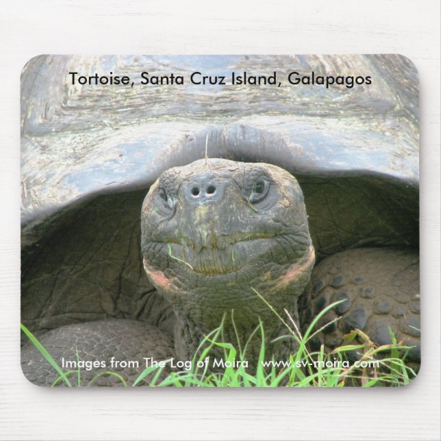 Tortoise, Santa Cruz Island, Galapagos Mouse Pad (Front)