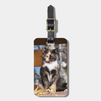 Tortoise Shell Kitten 1 Luggage Tag