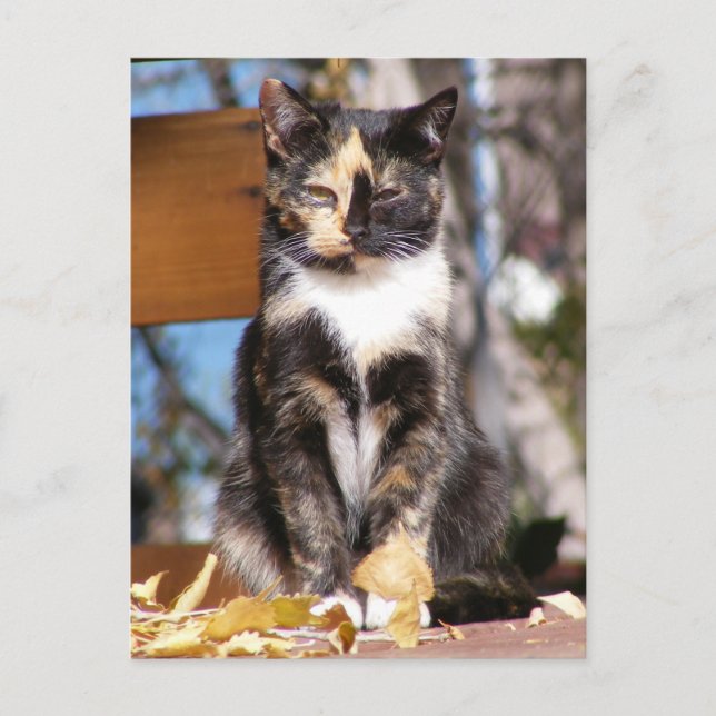 Tortoise Shell kitten 1 Postcard (Front)