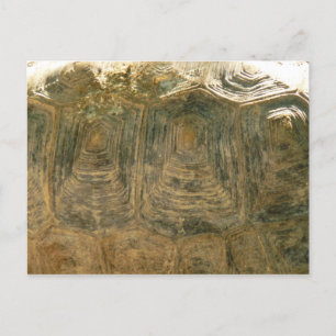 Tortoise Shell Nature Photo Postcard