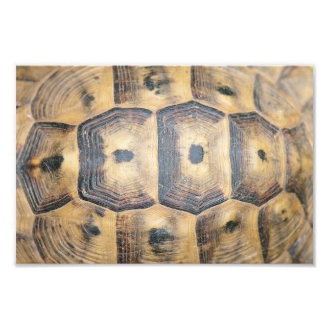 Tortoise Shell Pattern Photo Print (Front)