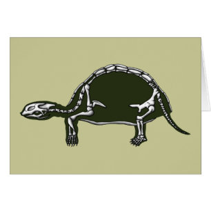 tortoise skeleton