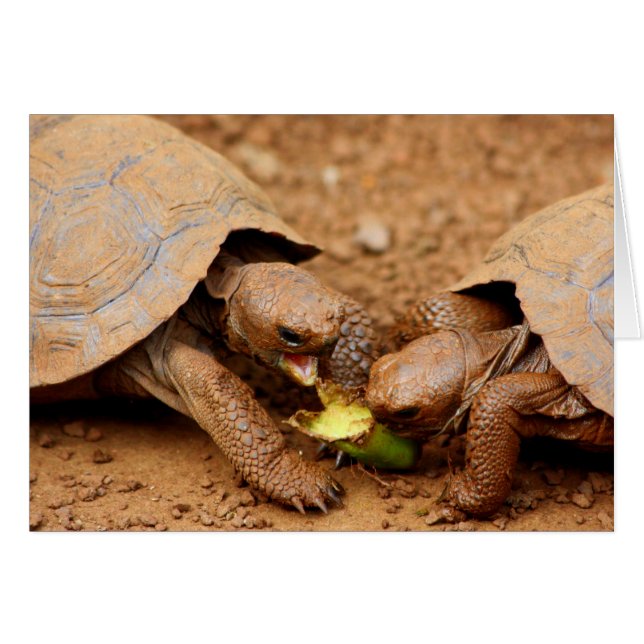 Tortoise Snack (Front Horizontal)