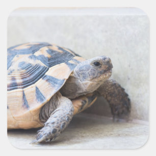Tortoise Square Sticker
