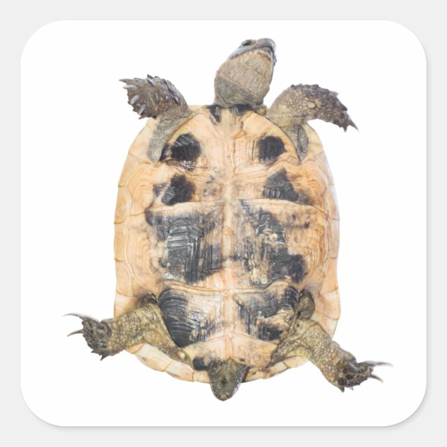 Tortoise Square Sticker (Front)
