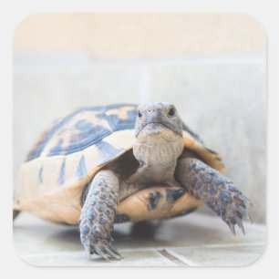 Tortoise Square Sticker