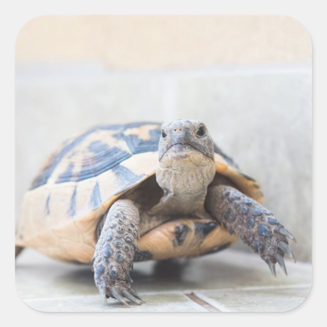 Tortoise Square Sticker (Front)