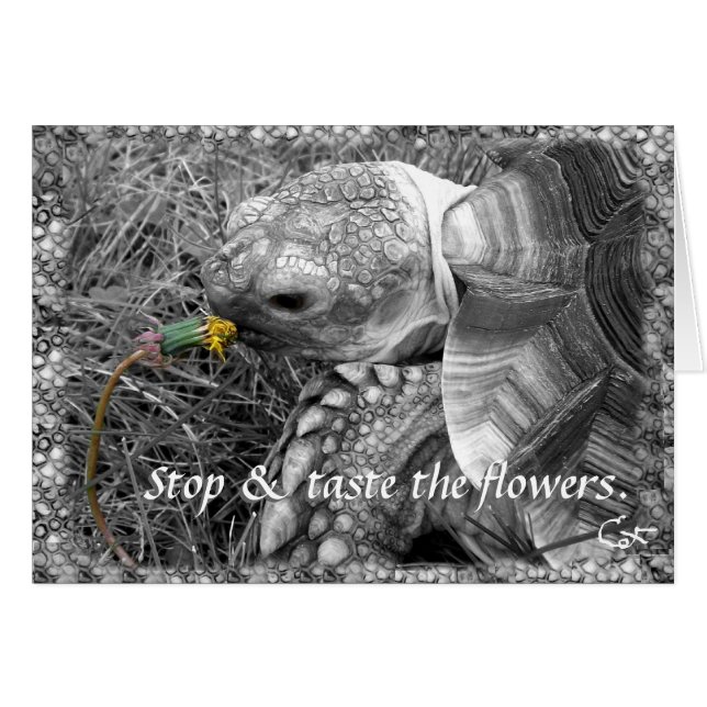 Tortoise - Stop & taste the flowers (Front Horizontal)