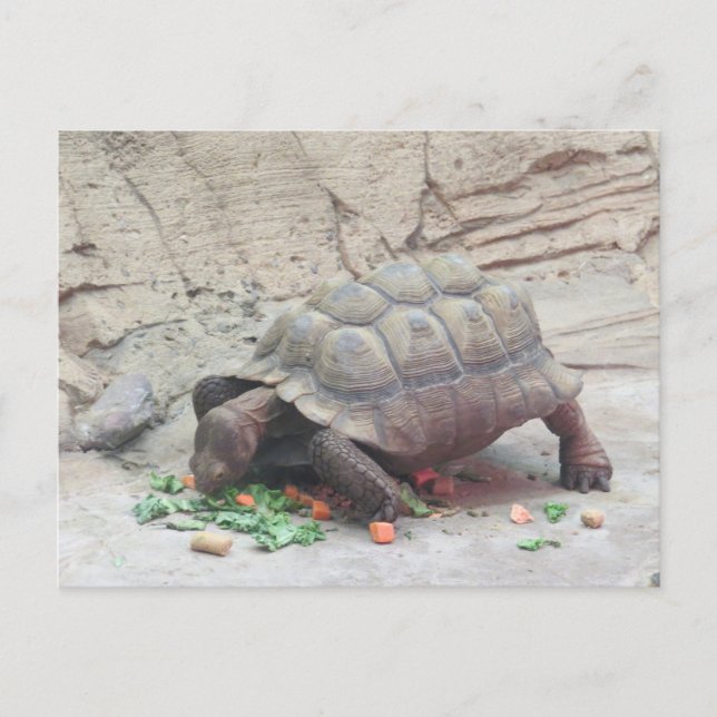 Tortoise Turtle Reptile Postcard (Front)