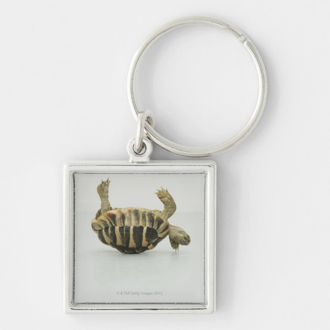 Tortoise upside down, balancing on shell key ring (Front)