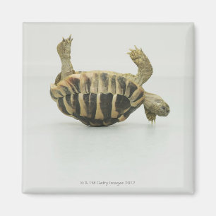 Tortoise upside down, balancing on shell magnet