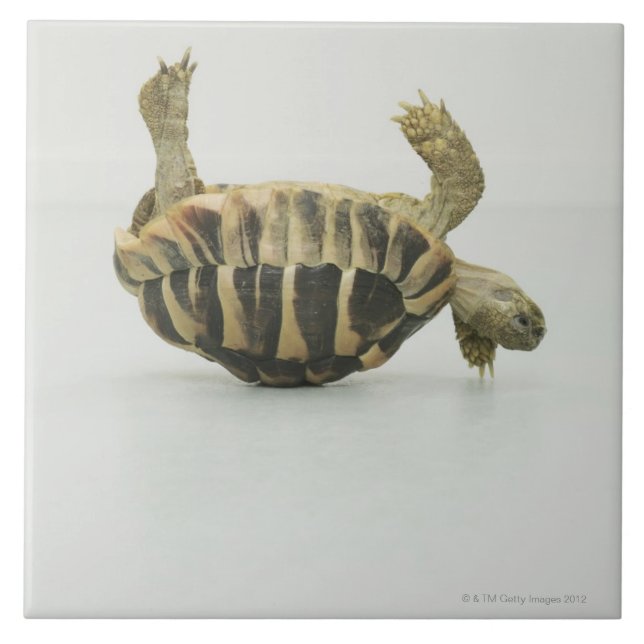 Tortoise upside down, balancing on shell tile (Front)