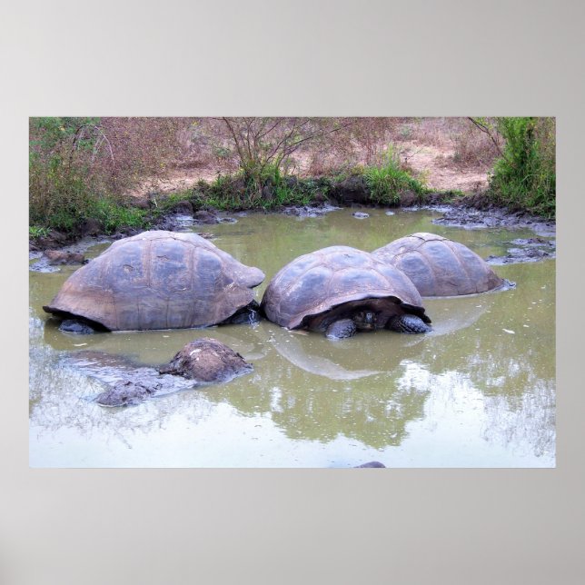 Tortoises in the Mud Poster (Front)