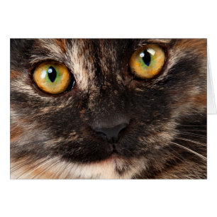 Tortoiseshell Cat