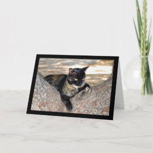 Tortoiseshell Cat in Tree Card