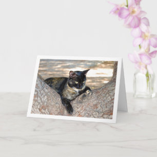Tortoiseshell Cat in Tree Card