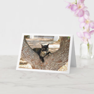 Tortoiseshell Cat in Tree Card