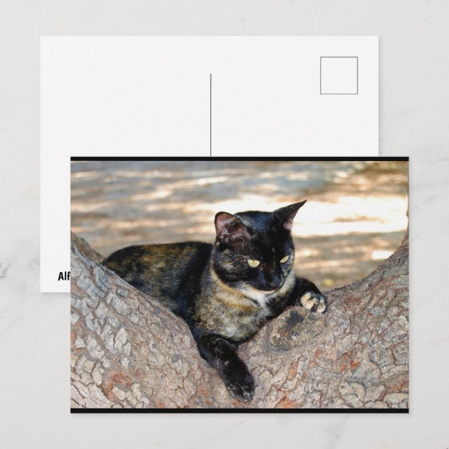 Tortoiseshell Cat in Tree Postcard (Front/Back)