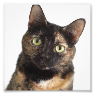 Tortoiseshell Cat Photo Print