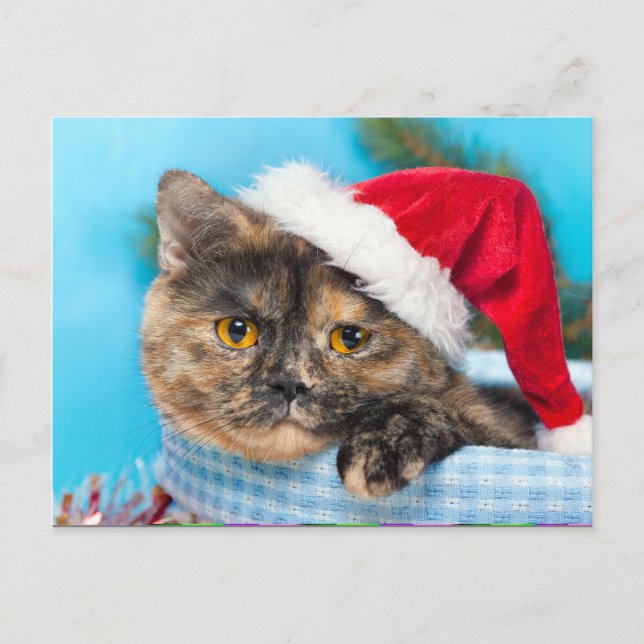 Tortoiseshell Cat Purr-fect Holiday Season (Front)