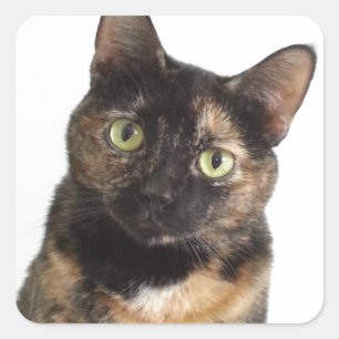 Tortoiseshell Cat Square Sticker