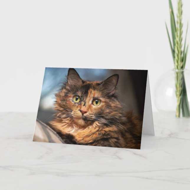 Tortoiseshell Fluffy Cat Card (Front)